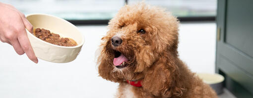 What's the best dog food to feed your dog hotsell